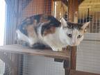 Lilo, Domestic Shorthair For Adoption In York, Pennsylvania