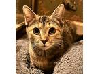 Fara, Domestic Shorthair For Adoption In Wake Forest, North Carolina