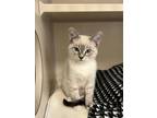 Shishito (approved Application), Domestic Shorthair For Adoption In Denver