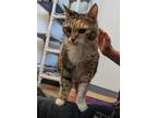 Elsa (ltf), Domestic Shorthair For Adoption In Denver, Colorado