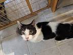 Hale, Domestic Shorthair For Adoption In Wake Forest, North Carolina
