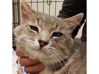 Zeddicus, Domestic Shorthair For Adoption In Denver, Colorado