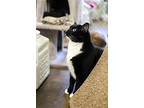 Mittens, Domestic Shorthair For Adoption In Fallbrook, California