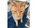Fanta (formerly Known As Orange Cat), Domestic Shorthair For Adoption In Apollo