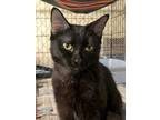 Reagan, Domestic Shorthair For Adoption In Apollo, Pennsylvania