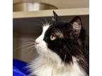 Gorgeous, Domestic Longhair For Adoption In Denver, Colorado