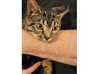 Trinity, Domestic Shorthair For Adoption In York, Pennsylvania