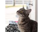 Marsha, Domestic Shorthair For Adoption In Manchester, Missouri