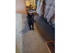 Ebony, Domestic Shorthair For Adoption In York, Pennsylvania