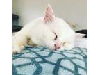 Adopt Powder (Deaf) a Persian