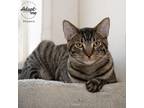 Phoenix, Domestic Shorthair For Adoption In Manchester, Missouri