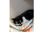 Bronze, Domestic Shorthair For Adoption In Denver, Colorado