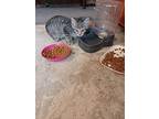 Roxie, Domestic Shorthair For Adoption In York, Pennsylvania