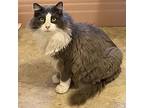 Phoebe, Domestic Longhair For Adoption In Cambria, California
