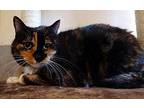 Fiesta, Domestic Shorthair For Adoption In Crystal Lake, Illinois
