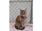 Ginger, Domestic Shorthair For Adoption In Fallbrook, California