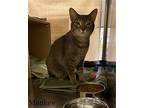 Monkey, Domestic Shorthair For Adoption In Glendale, Arizona