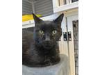 Blackjack, Domestic Shorthair For Adoption In Denver, Colorado