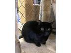 Willow, Domestic Shorthair For Adoption In Fallbrook, California