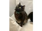 Kitty, Domestic Longhair For Adoption In Marlton, New Jersey