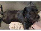 Adopt Bear a Black Labrador Retriever