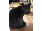 Flash, Russian Blue For Adoption In Apollo, Pennsylvania