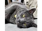 Grayson, Russian Blue For Adoption In Columbus, Ohio