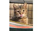 Greta, Domestic Shorthair For Adoption In Apollo, Pennsylvania