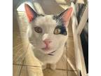 Andy, Domestic Shorthair For Adoption In Cambria, California
