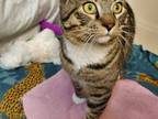 Adopt Tiger Boots INDOOR ONLY a Domestic Short Hair