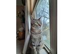 Tink (sparrow), Domestic Shorthair For Adoption In Columbus, Ohio
