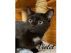 Violet, Domestic Shorthair For Adoption In Southern Pines, North Carolina