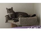 Dorian, Domestic Shorthair For Adoption In Pensacola, Florida