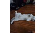 Pablo Picasso, Turkish Van For Adoption In Jersey City, New Jersey