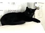 Ebony, Domestic Shorthair For Adoption In Pensacola, Florida