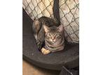River, Domestic Shorthair For Adoption In Fallbrook, California