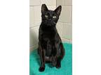 Stormy, Domestic Shorthair For Adoption In Canoga Park, California
