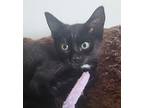 Jiji, Domestic Shorthair For Adoption In Southern Pines, North Carolina