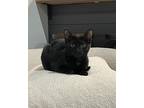 Storm, Domestic Shorthair For Adoption In Columbus, Ohio