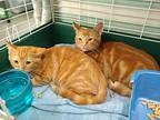 Boy Red, American Shorthair For Adoption In Navarre, Florida