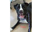 Miggy, American Pit Bull Terrier For Adoption In Burton, Michigan