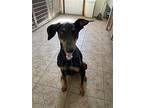 Natasha, Doberman Pinscher For Adoption In Devine, Texas