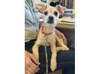 Cara, Terrier (unknown Type, Small) For Adoption In Fallbrook, California