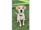 Kane, Terrier (unknown Type, Small) For Adoption In Fallbrook, California