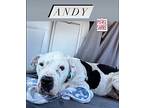 Andy, American Pit Bull Terrier For Adoption In Wake Forest, North Carolina