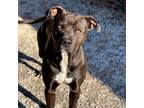 Davidson, American Pit Bull Terrier For Adoption In Manchester, Missouri
