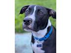 Sal, American Staffordshire Terrier For Adoption In Chilliwack, British Columbia