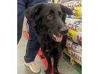 Sophie, Flat-coated Retriever For Adoption In Franklin, Virginia