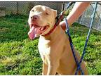 Chance, American Staffordshire Terrier For Adoption In Quincy, Illinois