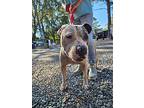 Stan The Man, American Staffordshire Terrier For Adoption In Media, Pennsylvania